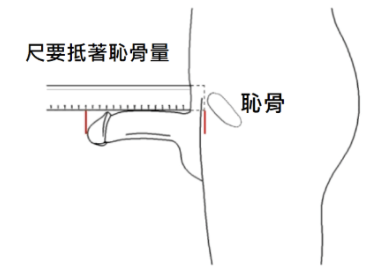 我的GG夠大嗎?怎麼測量?拍一張好看的屌照